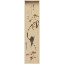 Utagawa Hiroshige: White Headed Bird on Maple Branch - Museum of Fine Arts