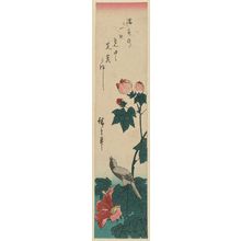 Utagawa Hiroshige: Bird and Hibiscus - Museum of Fine Arts