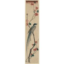 Utagawa Hiroshige: Long-tailed Bird and Maple Leaves - Museum of Fine Arts