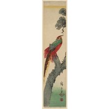 Utagawa Hiroshige: Golden Pheasant in a Pine Tree - Museum of Fine Arts