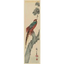 Utagawa Hiroshige: Golden Pheasant in a Pine Tree - Museum of Fine Arts