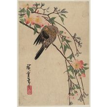 Utagawa Hiroshige: Bird and Yamabuki - Museum of Fine Arts