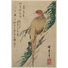 Utagawa Hiroshige: Pheasant - Museum of Fine Arts
