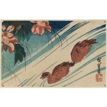 歌川広重: Hibiscus and Ducks - ボストン美術館