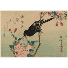 Utagawa Hiroshige: Aronia and Mynah Bird - Museum of Fine Arts