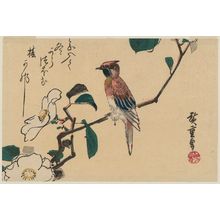 日本版画 "White Camellia and Black-naped Oriole" 由 Utagawa Hiroshige, 歌川広重 (Utagawa Hiroshige I) 创作