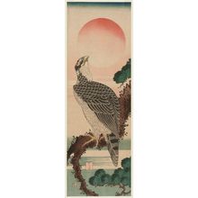 Katsushika Hokusai: Falcon and Sun - Museum of Fine Arts