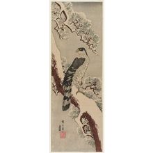 Utagawa Hiroshige: Falcon on Snow-covered Pine - Museum of Fine Arts