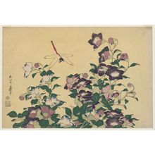 葛飾北斎: Bellflower and Dragonfly, from an untitled series known as Large Flowers - ボストン美術館