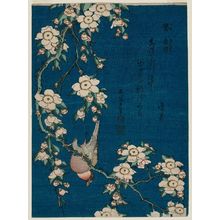 葛飾北斎: Bullfinch and Weeping Cherry (Uso, shidarezakura), from an untitled series known as Small Flowers - ボストン美術館