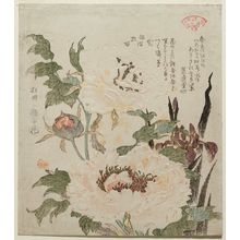 窪俊満: Iris and Peony, from the series Plants for the Kasumi Circle (Kasumiren sômoku awase) - ボストン美術館