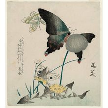 Tani Buncho: Dandelions and Butterflies - Museum of Fine Arts