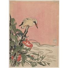 鈴木春信: Kingfisher and Morning Glories - ボストン美術館