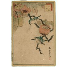 Nakayama Sûgakudô: No. 35, Japanese White-eye and Persimmon (Mejiro kaki), from the series Forty-eight Hawks Drawn from Life (Shô utsushi yonjû-hachi taka) - Museum of Fine Arts