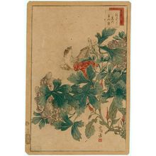 Nakayama Sûgakudô: No. 30 from the series Forty-eight Hawks Drawn from Life (Shô utsushi yonjû-hachi taka) - Museum of Fine Arts
