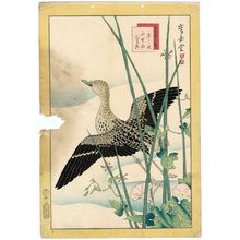 Nakayama Sûgakudô: No. 23 from the series Forty-eight Hawks Drawn from Life (Shô utsushi yonjû-hachi taka) - ボストン美術館