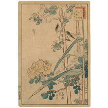 Nakayama Sûgakudô: No. 19 from the series Forty-eight Hawks Drawn from Life (Shô utsushi yonjû-hachi taka) - Museum of Fine Arts