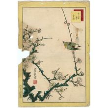 Nakayama Sûgakudô: No. 2, Warbler and White Plum (Uguisu hakubai), from the series Forty-eight Hawks Drawn from Life (Shô utsushi yonjû-hachi taka) - ボストン美術館