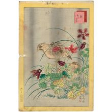 Nakayama Sûgakudô: No. 9 from the series Forty-eight Hawks Drawn from Life (Shô utsushi yonjû-hachi taka) - Museum of Fine Arts