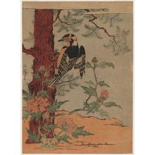 磯田湖龍齋: Woodpecker, Tree, and Peony - ボストン美術館