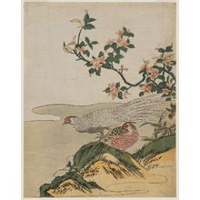 磯田湖龍齋: Pheasants and Peach Blossoms - ボストン美術館