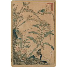 Nakayama Sûgakudô: No. 28 from the series Forty-eight Hawks Drawn from Life (Shô utsushi yonjû-hachi taka) - Museum of Fine Arts