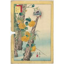 Nakayama Sûgakudô: No. 4, Kingfisher and Kerria Roses (Kawasemi yamabuki), from the series Forty-eight Hawks Drawn from Life (Shô utsushi yonjû-hachi taka) - ボストン美術館