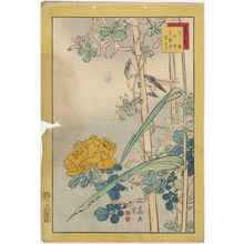 Nakayama Sûgakudô: No. 19 from the series Forty-eight Hawks Drawn from Life (Shô utsushi yonjû-hachi taka) - Museum of Fine Arts