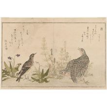 喜多川歌麿: Quail (Uzura) and Skylark (Hibari), from the album Momo chidori kyôka awase (Myriad Birds: A Kyôka Competition) - ボストン美術館