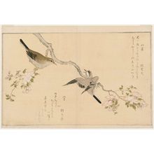 Kitagawa Utamaro: Penduline Tit (Yamagara) and Bush Warbler (Uguisu), from the album Momo chidori kyôka awase (Myriad Birds: A Kyôka Competition) - Museum of Fine Arts
