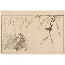 Kitagawa Utamaro: Wren (Misosazai) and Snipe (Shigi), from the album Momo chidori kyôka awase (Myriad Birds: A Kyôka Competition) - Museum of Fine Arts