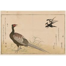 喜多川歌麿: Swallows (Tsubame) and Green Pheasant (Kiji), from the album Momo chidori kyôka awase (Myriad Birds: A Kyôka Competition) - ボストン美術館