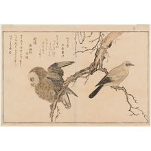 Kitagawa Utamaro: Jay (Kashidori) and Boreal Owl (Fukurô), from the album Momo chidori kyôka awase (Myriad Birds: A Kyôka Competition) - Museum of Fine Arts