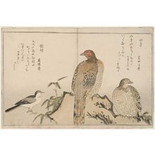 Kitagawa Utamaro: Copper Pheasants (Yamadori) and Wagtail (Sekirei), from the album Momo chidori kyôka awase (Myriad Birds: A Kyôka Competition) - Museum of Fine Arts