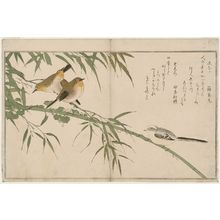 喜多川歌麿: Long-tailed Tit (Enaga) and Japanese White-Eyes (Mejiro), from the album Momo chidori kyôka awase (Myriad Birds: A Kyôka Competition) - ボストン美術館