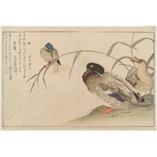 喜多川歌麿: Mallard Ducks (Kamo) and Kingfisher (Kawasemi), from the album Momo chidori kyôka awase (Myriad Birds: A Kyôka Competition) - ボストン美術館