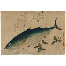 Utagawa Hiroshige: Bonito and Saxifrage, from an untitled series known as Large Fish - Museum of Fine Arts