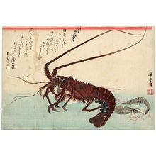 歌川広重: Lobster and Shrimp, from an untitled series known as Large Fish - ボストン美術館