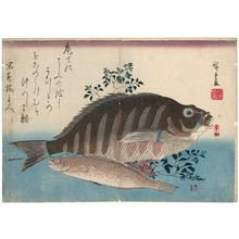 Utagawa Hiroshige: Striped Sea Bream, Rock-trout, and Nandina, from an untitled series known as Large Fish - Museum of Fine Arts