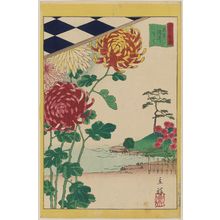 二歌川広重: Chrysanthemums at Somei in Tokyo (Tôkyô Somei kiku), from the series Thirty-six Selected Flowers (Sanjûrokkasen) - ボストン美術館