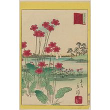 Utagawa Hiroshige II: Primrose at Todahara in Tokyo (Tôkyô Todahara sakuragusa), from the series Thirty-six Selected Flowers (Sanjûrokkasen) - Museum of Fine Arts