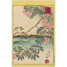 二歌川広重: Mimosa at the Ayase River in Tokyo (Tôkyô Ayasegawa nemu), from the series Thirty-six Selected Flowers (Sanjûrokkasen) - ボストン美術館
