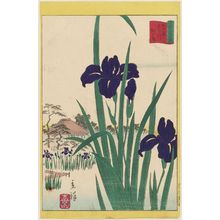 二歌川広重: Rabbitear Irises at the Kinoshita River in the Eastern Capital (Tôto Kinoshitagawa kakitsubata), from the series Thirty-six Selected Flowers (Sanjûrokkasen) - ボストン美術館