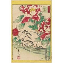 二歌川広重: Peonies at Kitazawa in Tokyo (Tôkyô Kitazawa botan), from the series Thirty-six Selected Flowers (Sanjûrokkasen) - ボストン美術館