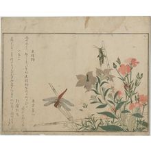 喜多川歌麿: Locust (Inago) and Red Dragonfly (Akatonbô), from the album Ehon mushi erami (Picture Book: Selected Insects) - ボストン美術館