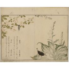 喜多川歌麿: Horned Scarab Beetle (Kabutomushi) and Bagworm (Minomushi), from the album Ehon mushi erami (Picture Book: Selected Insects) - ボストン美術館