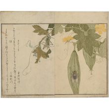 Kitagawa Utamaro: Cicada (Semi) and Grasshopper (Kirigirisu), from the album Ehon mushi erami (Picture Book: Selected Insects) - Museum of Fine Arts