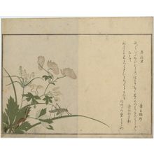 喜多川歌麿: Katydid (Umaoimushi) and Centipede (Mukade), from the album Ehon mushi erami (Picture Book: Selected Insects) - ボストン美術館