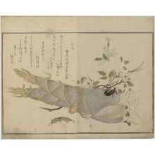 喜多川歌麿: Earwig (Hasamimushi) and Mole Cricket (Kera), from the album Ehon mushi erami (Picture Book: Selected Insects) - ボストン美術館