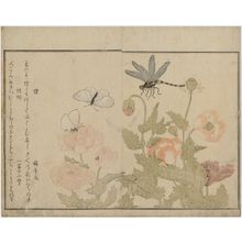 喜多川歌麿: Dragonfly (Tonbô) and Butterflies (Chô), from the album Ehon mushi erami (Picture Book: Selected Insects) - ボストン美術館